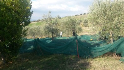 todi olio di oliva legalità