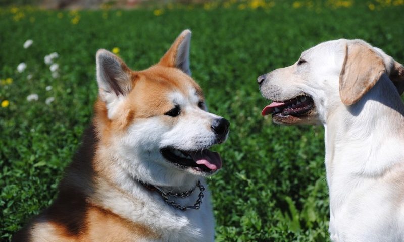 cane contro il bullismo pet therapy