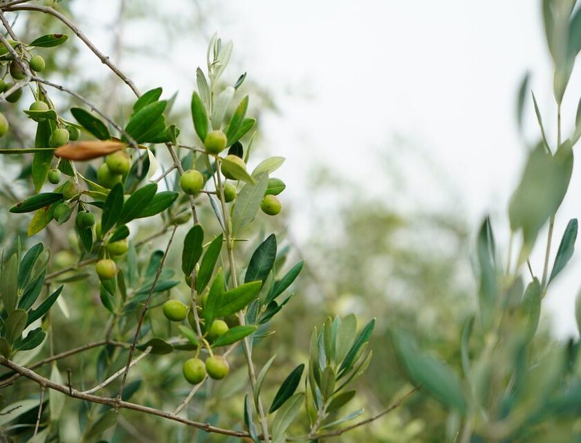 tracciabilità olive