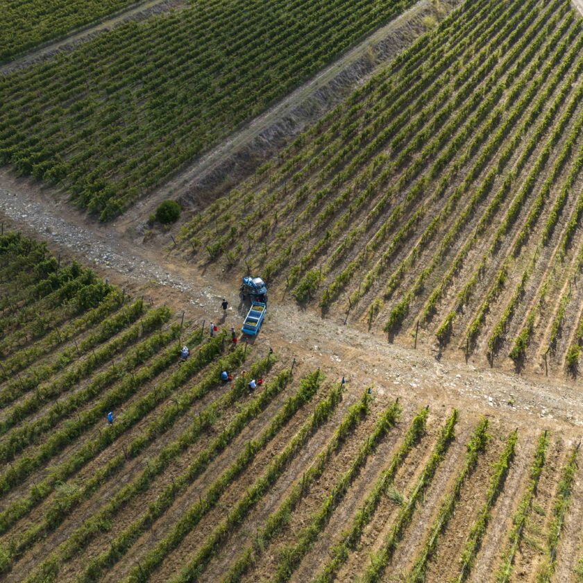 vendemmia in maremma