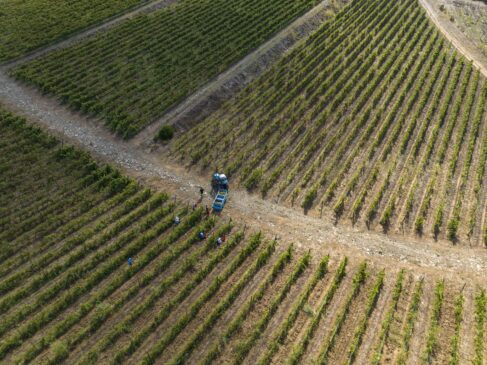 vendemmia in maremma