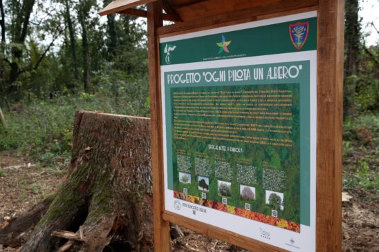 formula 1 ogni pilota un albero