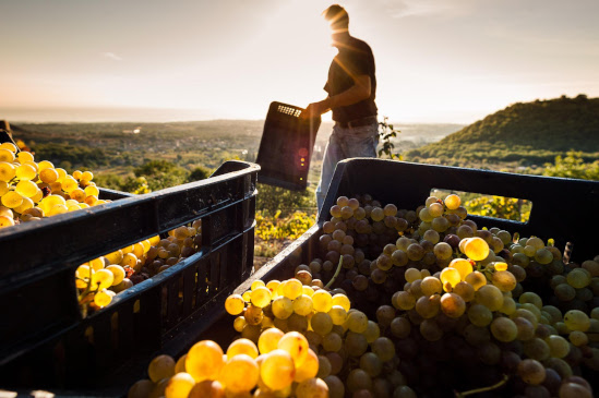 vini doc sicilia