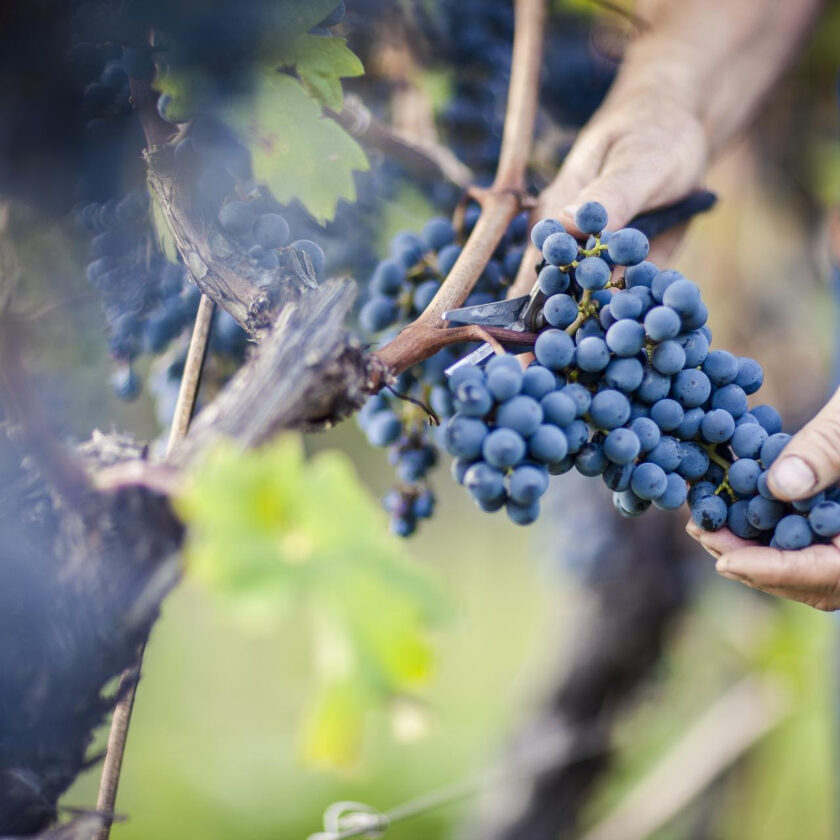 vendemmia 2024 in alto adige