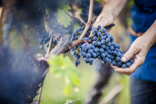 vendemmia 2024 in alto adige