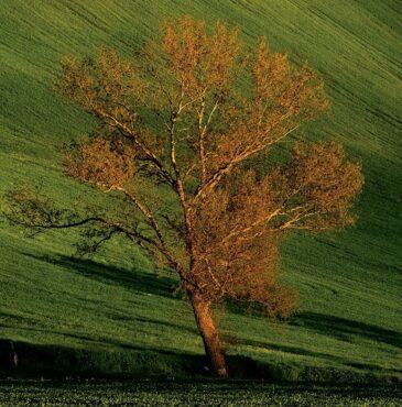 Albero campagna